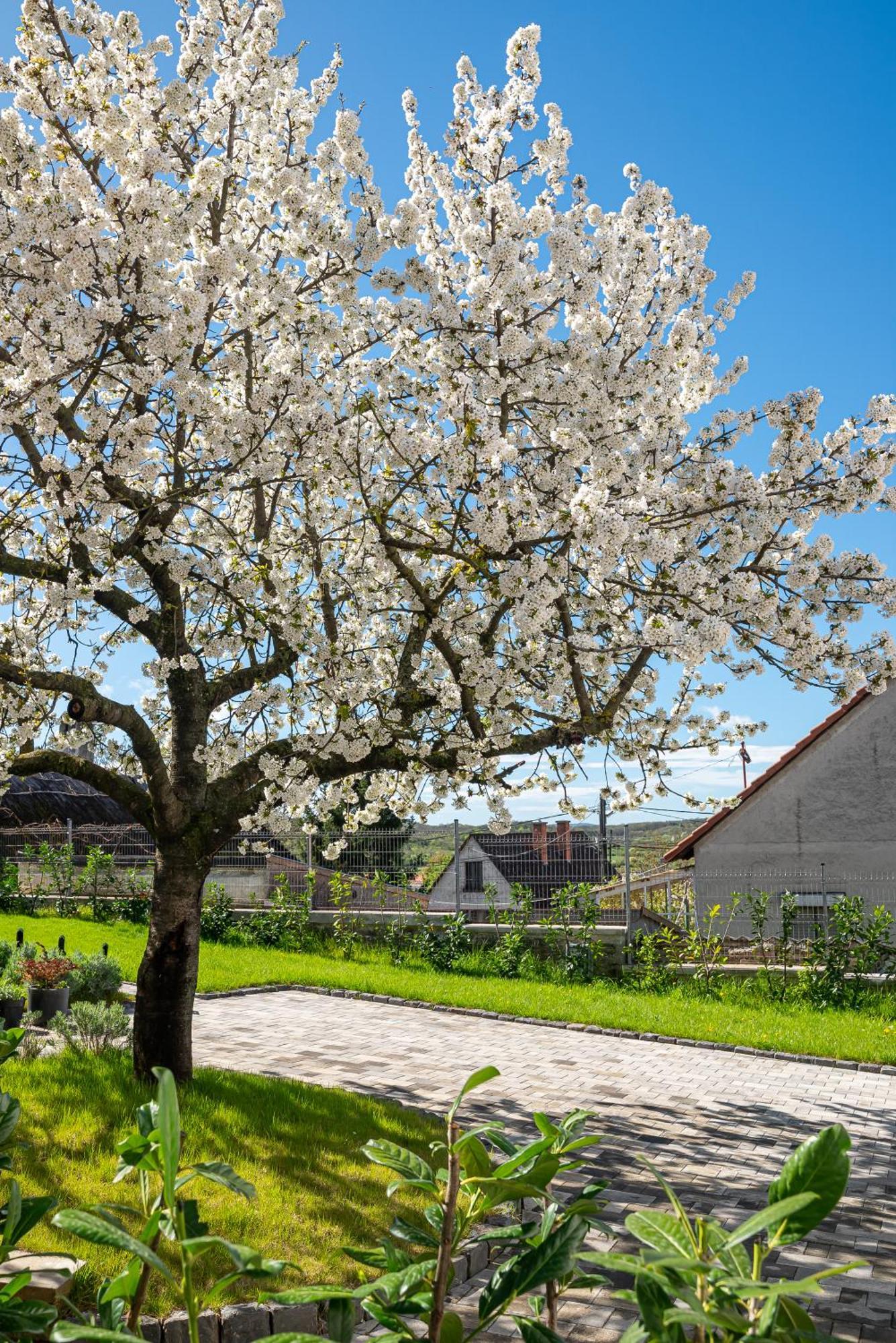 Ferienwohnung Papoula Vendeghaz Tihany Exterior foto
